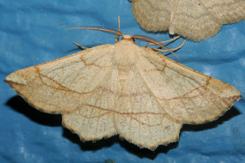 Euchlaena mollisaria