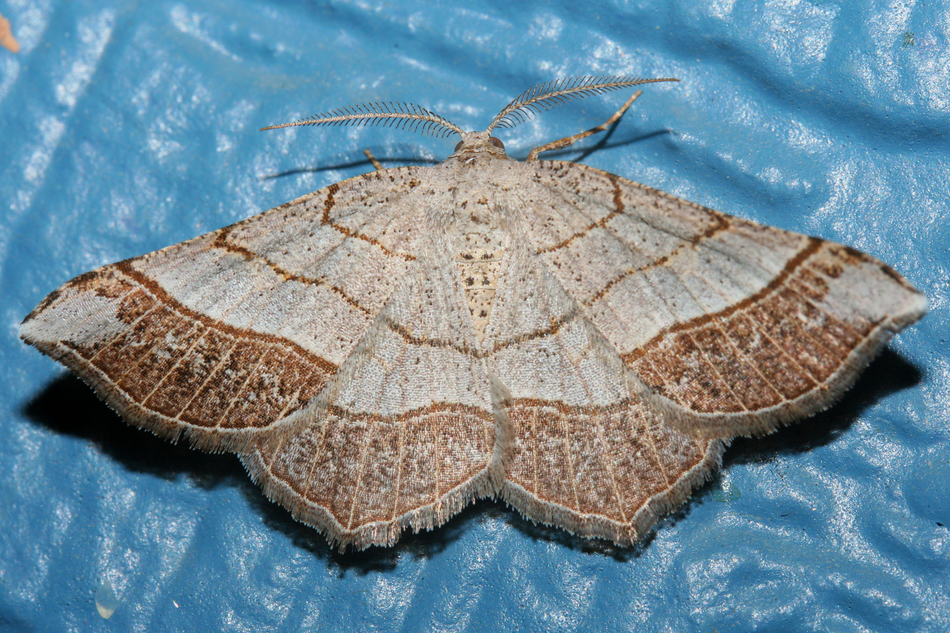 Eumacaria madopata (latiferrugata) (Podróże » USA: Epopeja Czejeńska » Zwierzęta » Owady » Motyle i ćmy » Geometridae)