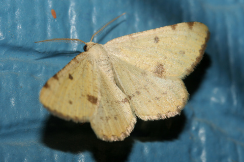 Macaria sulphurea