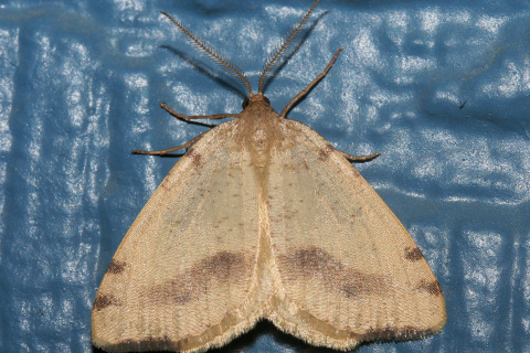 Speranza helena