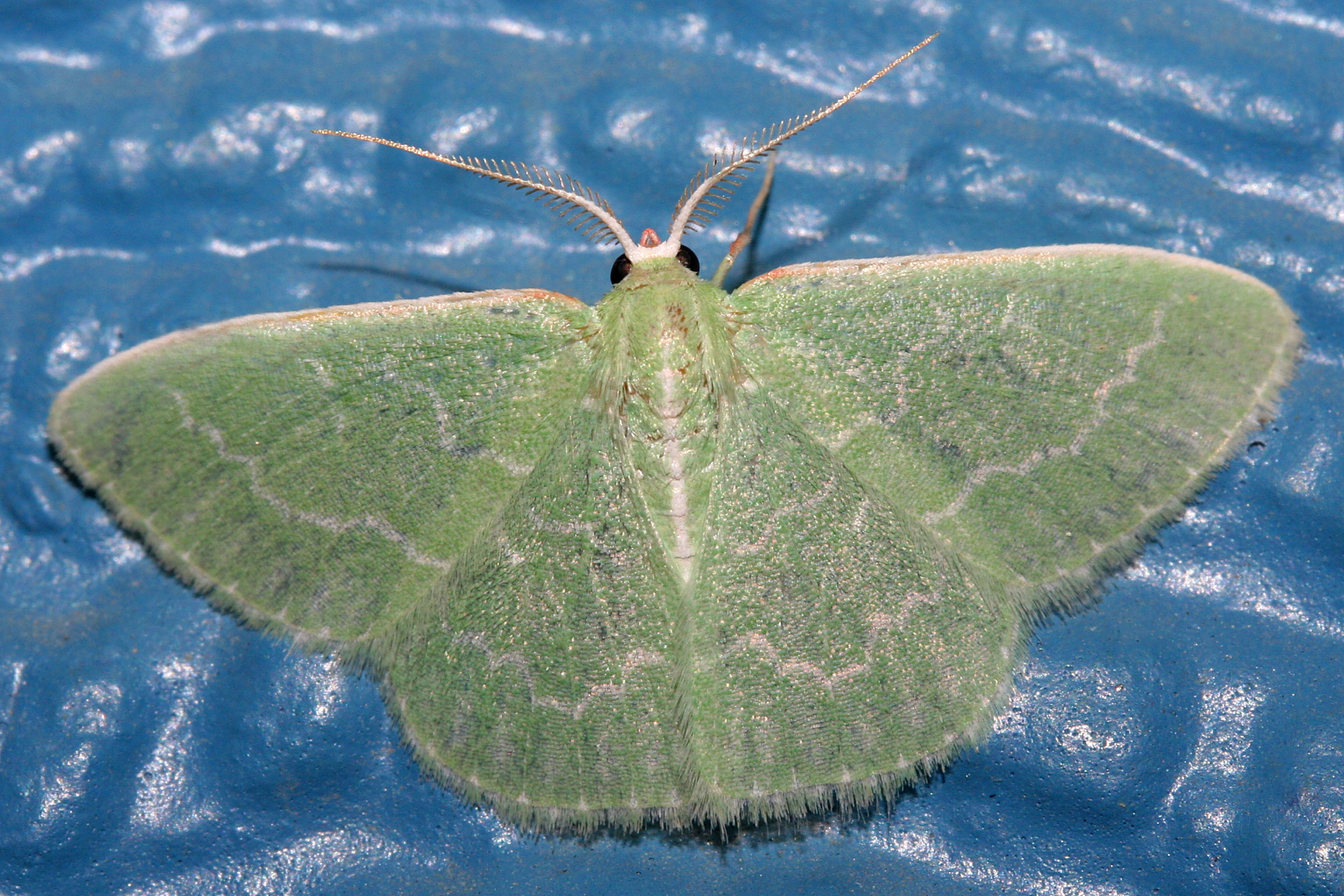 Synchlora aerata (Travels » US Trip 2: Cheyenne Epic » Animals » Insects » Butterfies and Moths » Geometridae)
