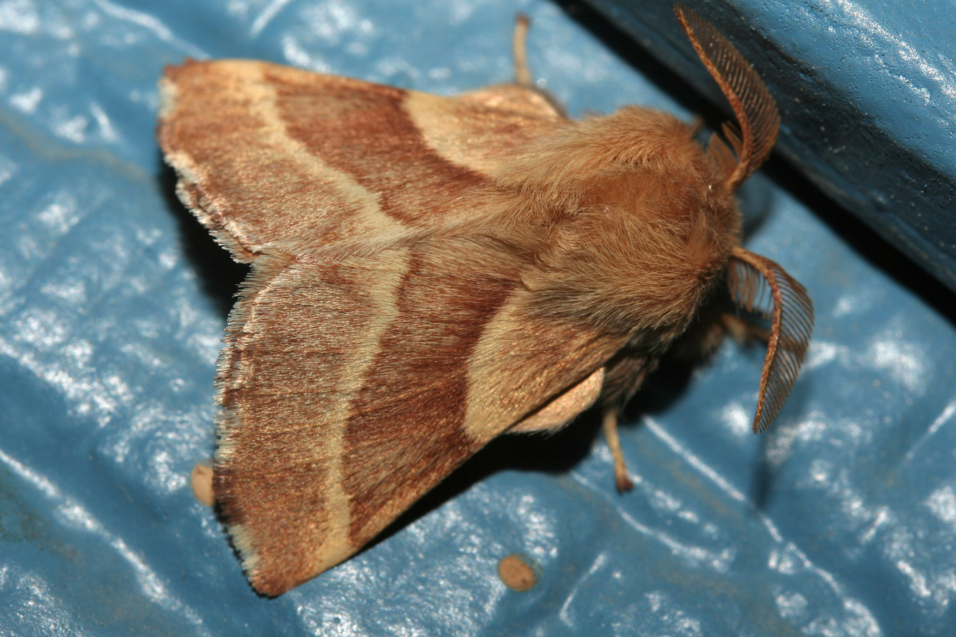 Malacosoma americanum (Podróże » USA: Epopeja Czejeńska » Zwierzęta » Owady » Motyle i ćmy » Lasiocampidae)
