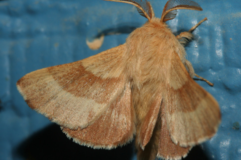 Malacosoma americanum
