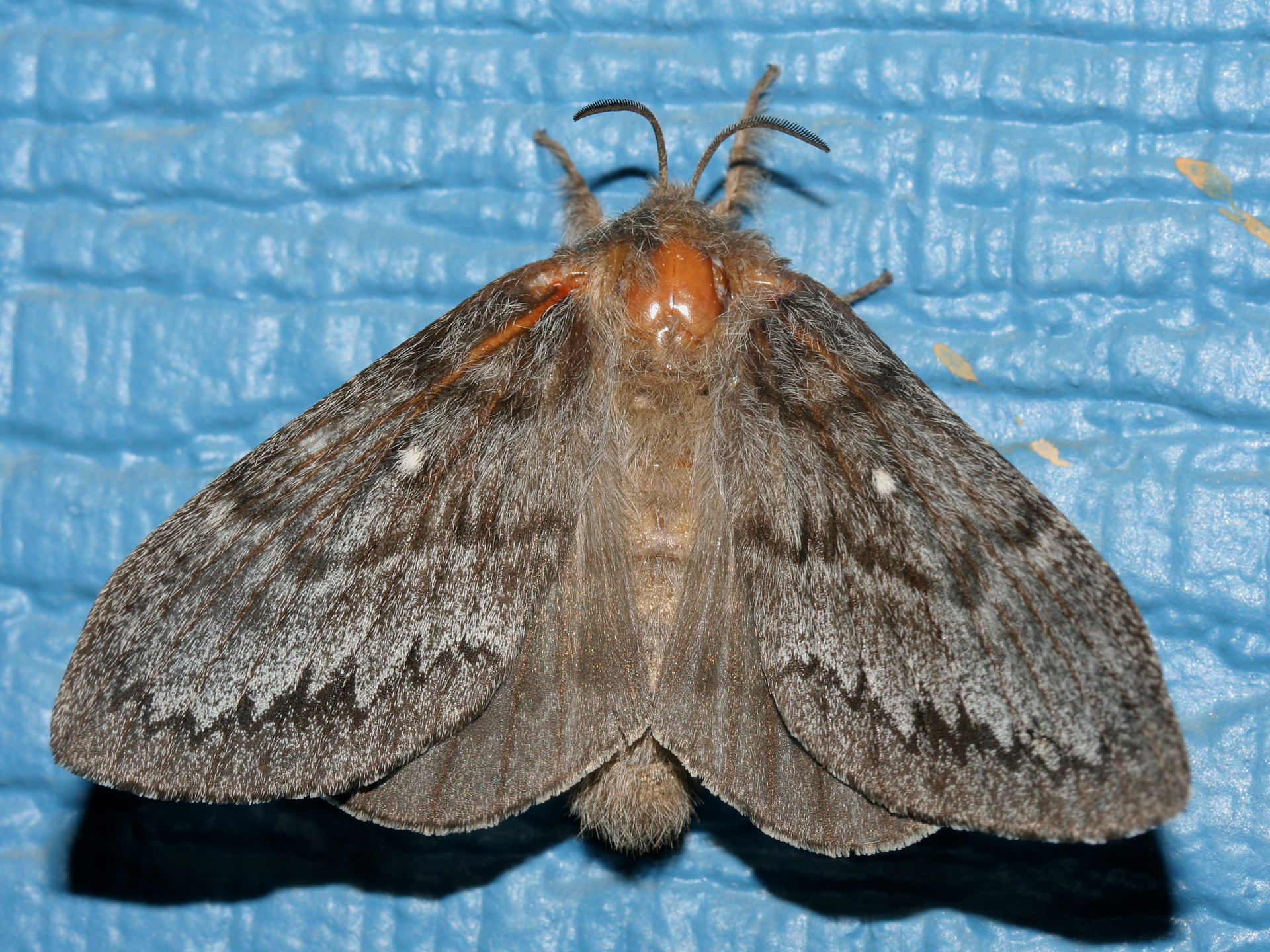 Gloveria arizonensis (Podróże » USA: Epopeja Czejeńska » Zwierzęta » Owady » Motyle i ćmy » Lasiocampidae)