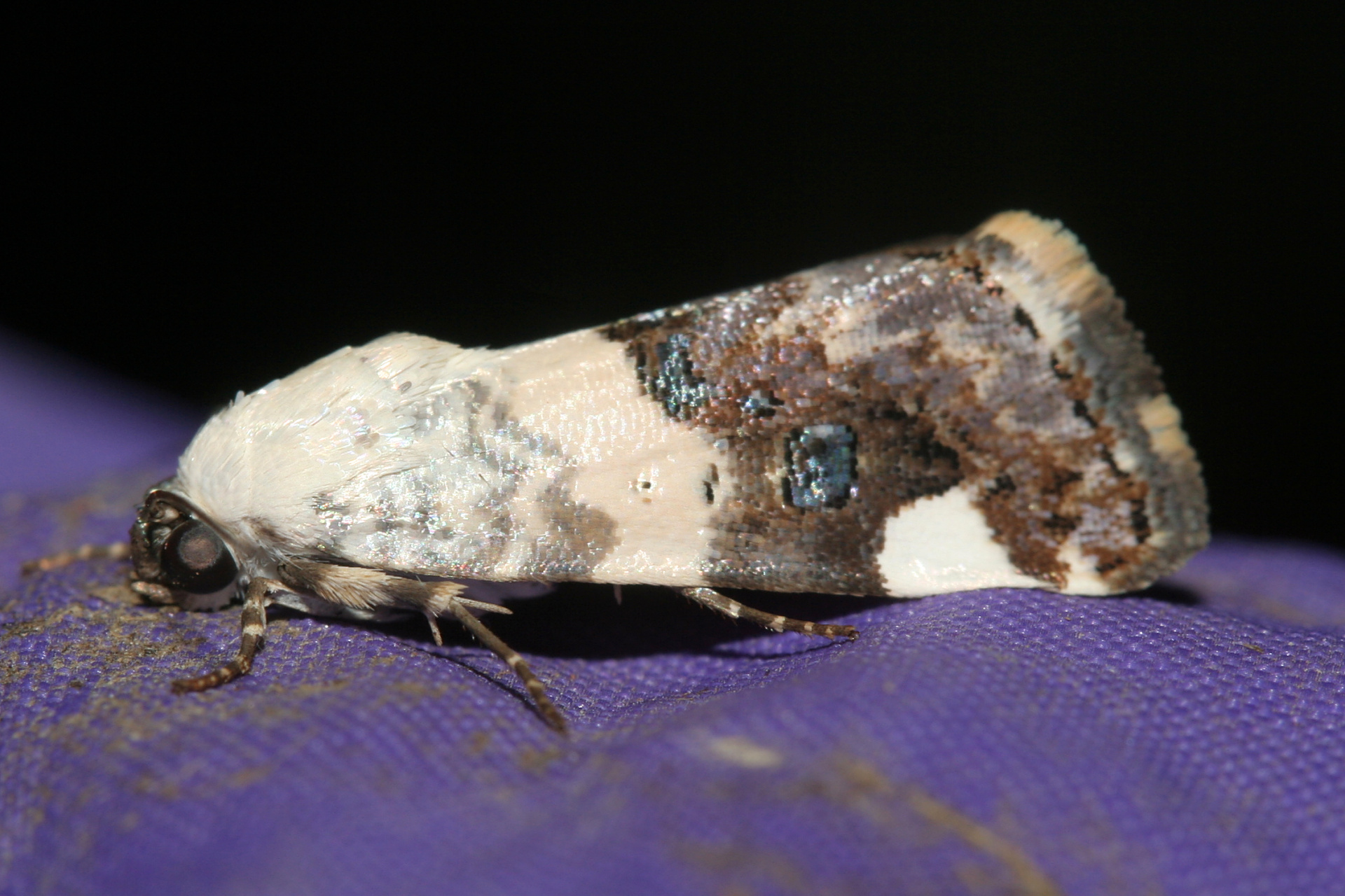 Acontia areli (Travels » US Trip 2: Cheyenne Epic » Animals » Insects » Butterfies and Moths » Noctuidae)