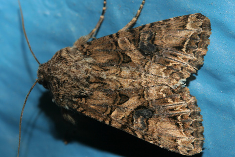 Anarta obesula