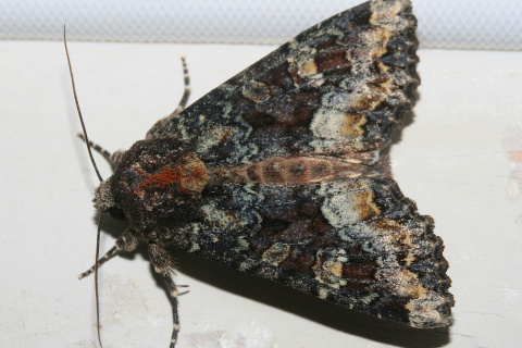 Apamea amputatrix