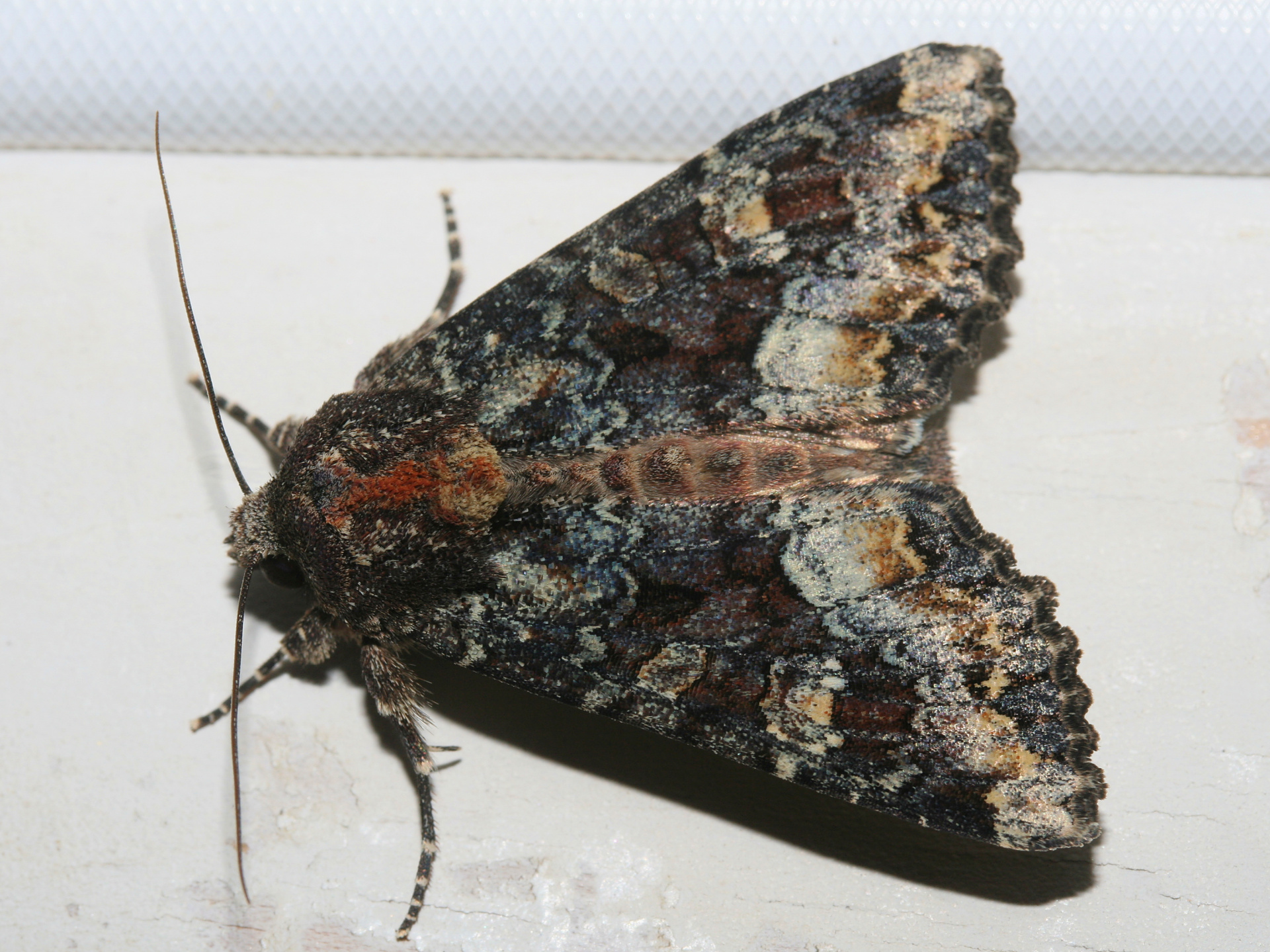 Apamea amputatrix (Travels » US Trip 2: Cheyenne Epic » Animals » Insects » Butterfies and Moths » Noctuidae)