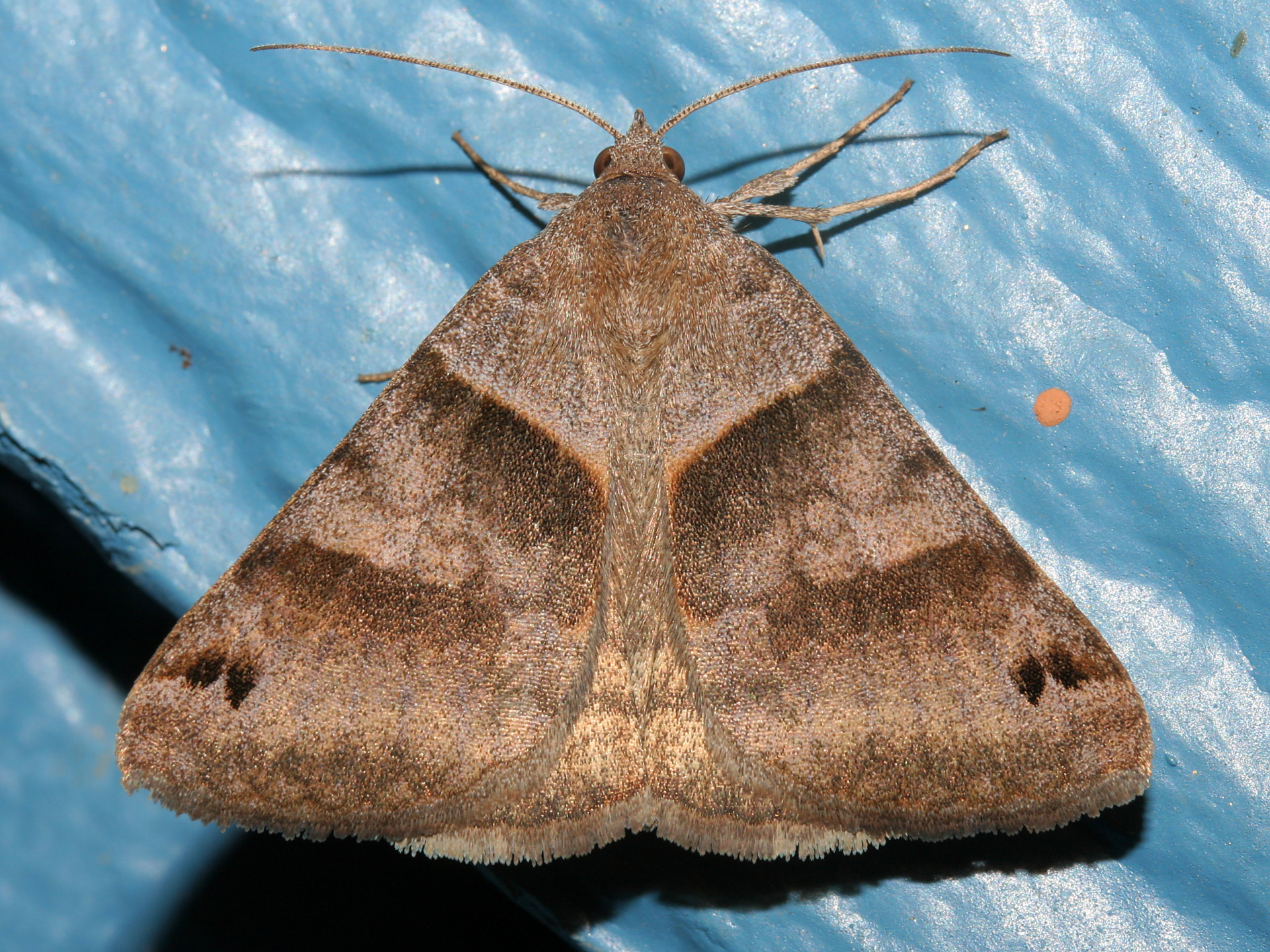 Caenurgina erechtea (Podróże » USA: Epopeja Czejeńska » Zwierzęta » Owady » Motyle i ćmy » Noctuidae)