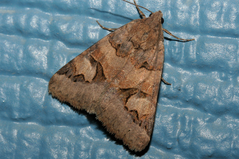 Drasteria adumbrata