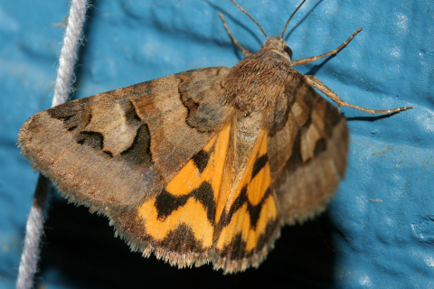 Drasteria adumbrata