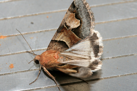Drasteria pallescens