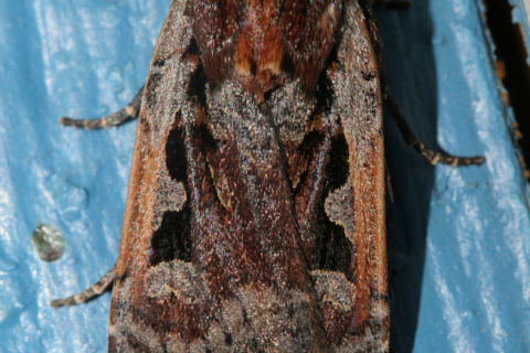 Parabagrotis exsertistigma