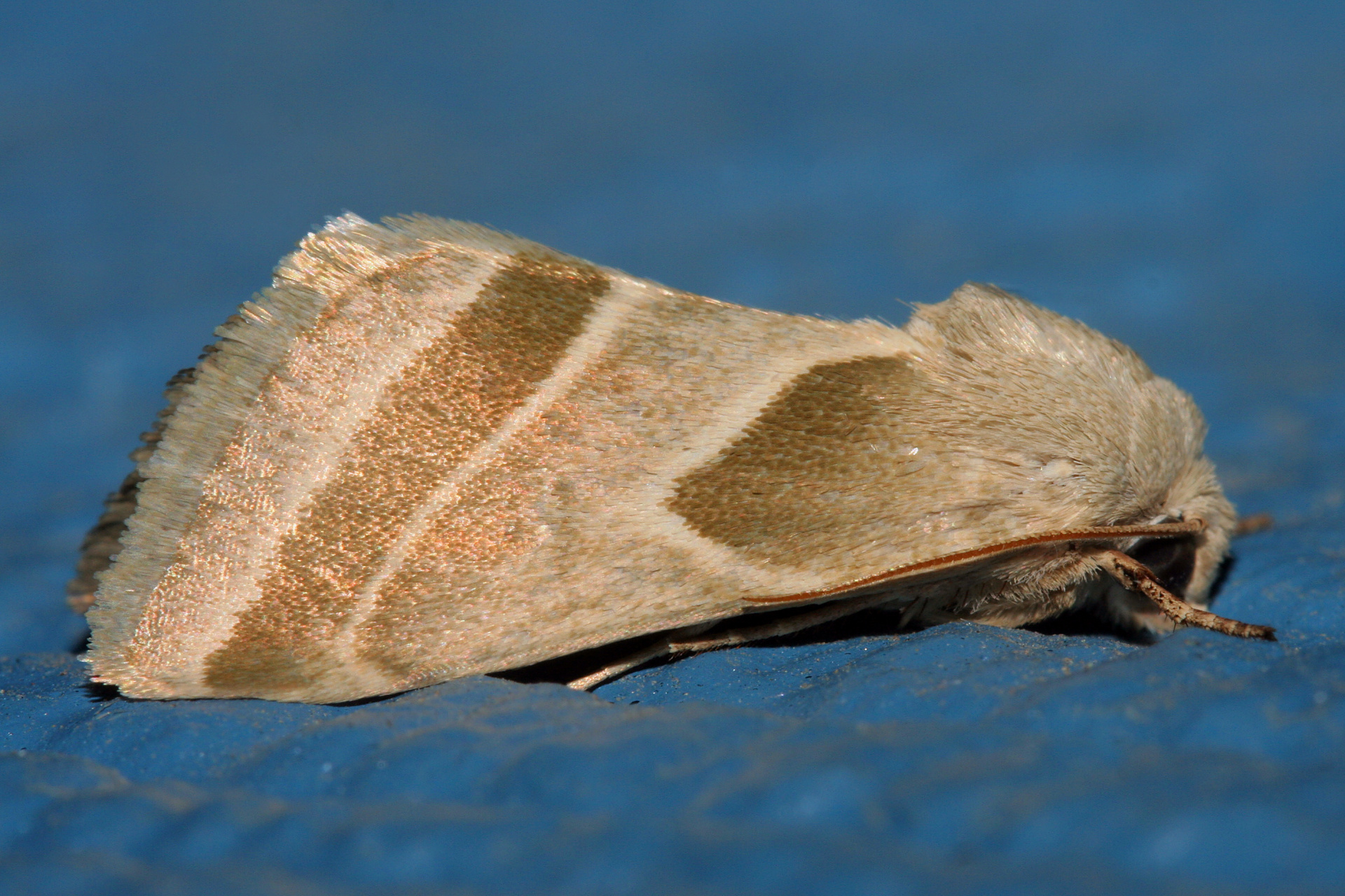 Schinia grandimedia (Podróże » USA: Epopeja Czejeńska » Zwierzęta » Owady » Motyle i ćmy » Noctuidae)