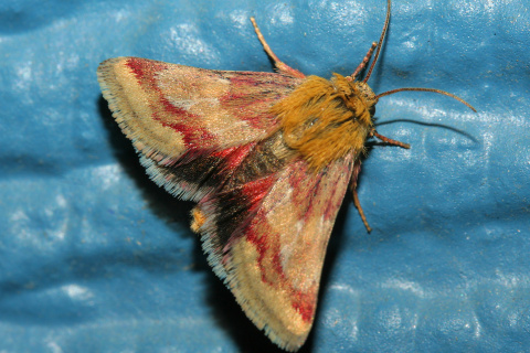 Schinia roseitincta