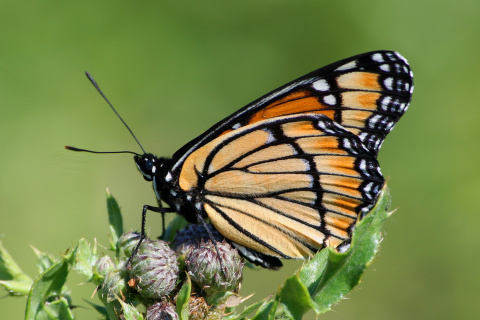 Limenitis archippus