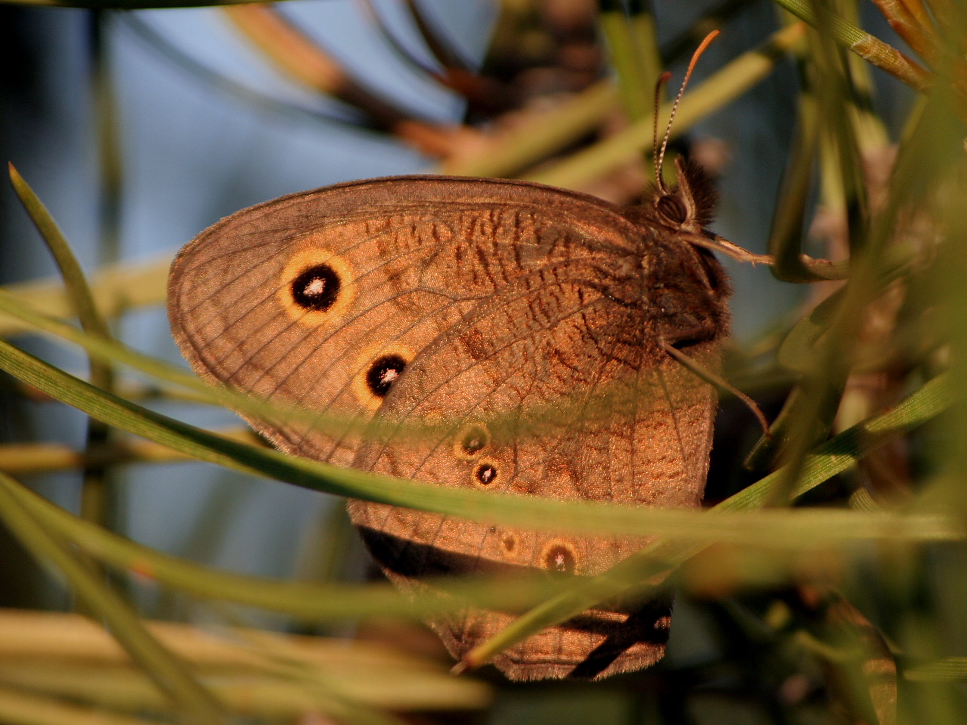 Cercyonis pegala (Podróże » USA: Epopeja Czejeńska » Zwierzęta » Owady » Motyle i ćmy » Nymphalidae » Satyrinae)