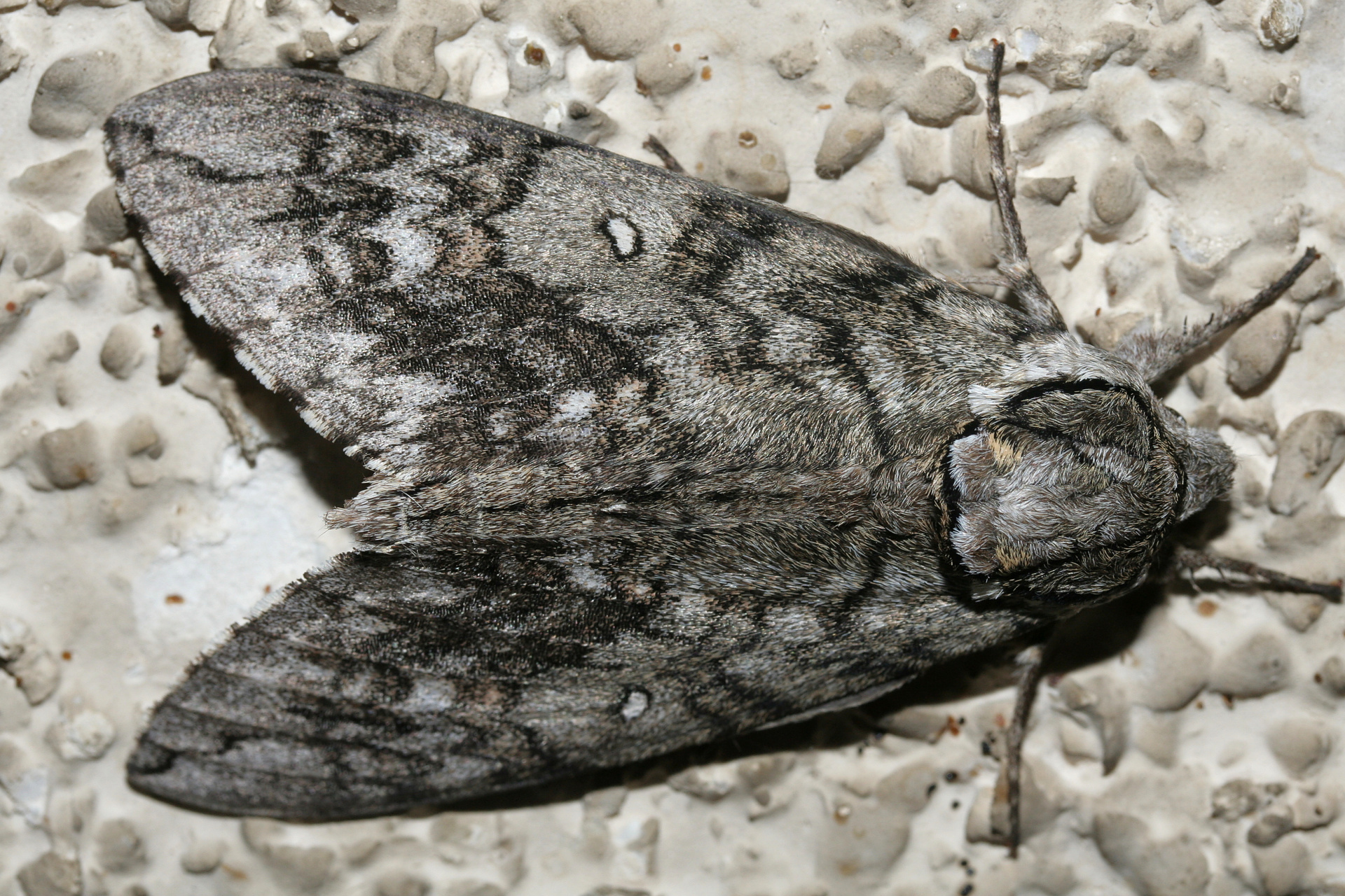 Ceratomia undulosa (Podróże » USA: Epopeja Czejeńska » Zwierzęta » Owady » Motyle i ćmy » Sphingidae)