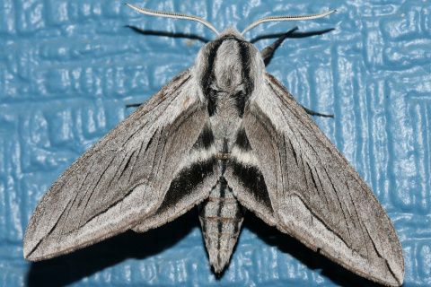 Sphinx vashti