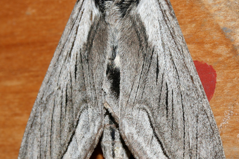 Sphinx vashti