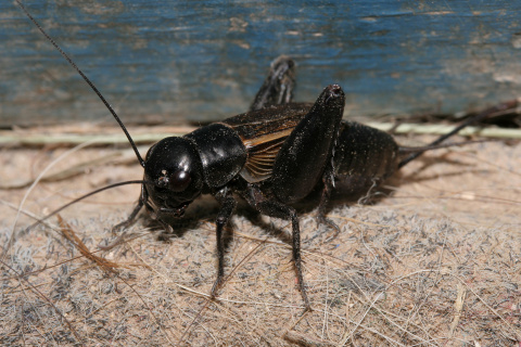 Cricket