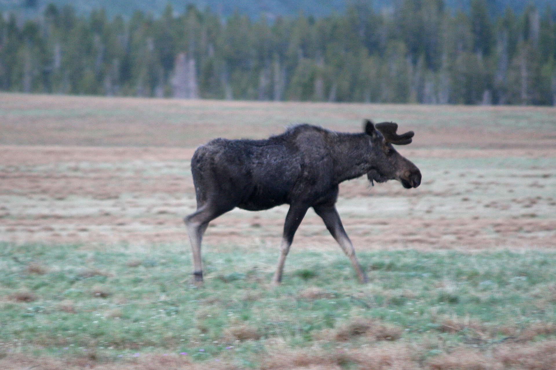 Moose (Travels » US Trip 2: Cheyenne Epic » Animals)