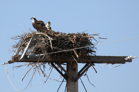 Ospreys Ospreys