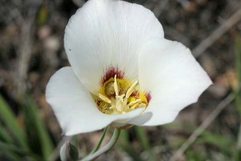 Calochortus sp.