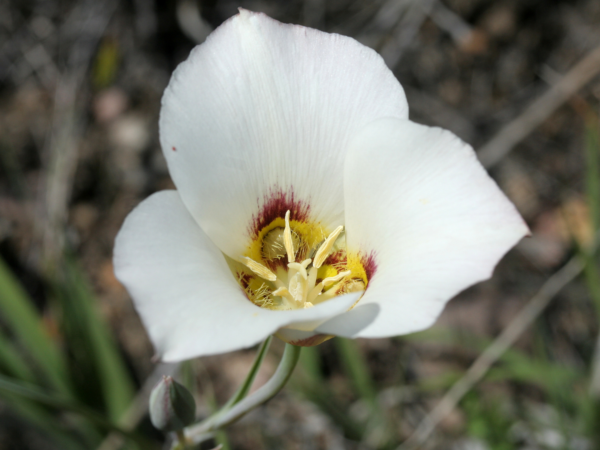 Calochortus sp. (Travels » US Trip 2: Cheyenne Epic » Plants)