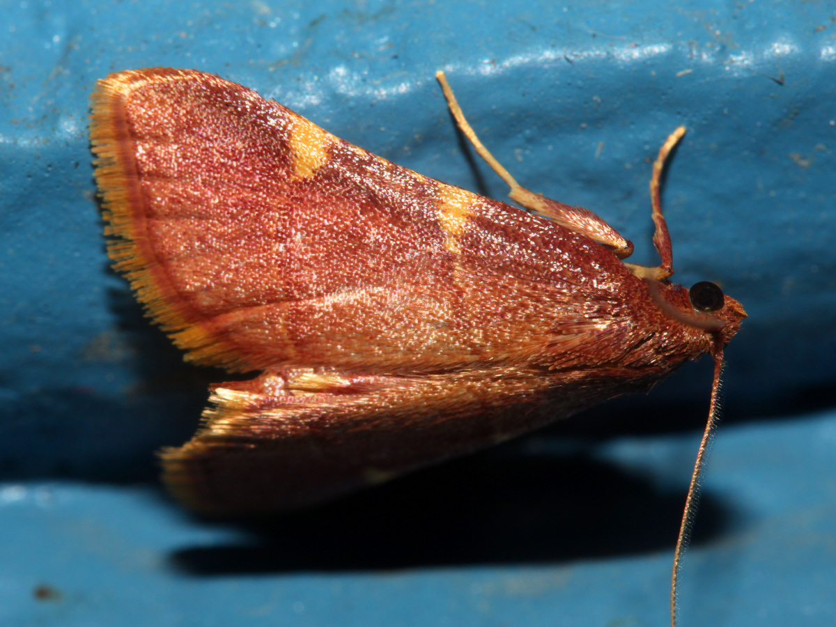 Pyrausta sp. (Travels » US Trip 3: The Roads Not Taken » Animals » Insects » Butterfies and Moths » Crambidae)