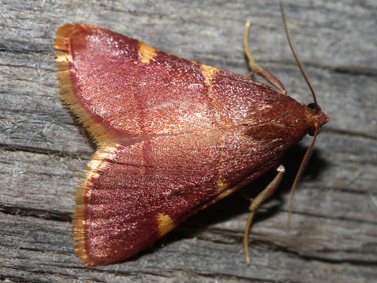 Pyrausta sp. (Travels » US Trip 3: The Roads Not Taken » Animals » Insects » Butterfies and Moths » Crambidae)