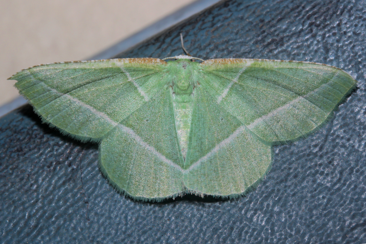 Dichlora sp. (Travels » US Trip 3: The Roads Not Taken » Animals » Insects » Butterfies and Moths » Geometridae)