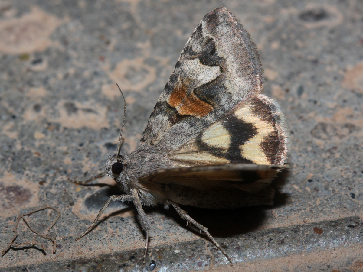 Drasteria sp. (Travels » US Trip 3: The Roads Not Taken » Animals » Insects » Butterfies and Moths » Noctuidae)