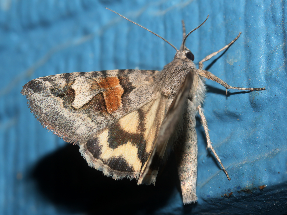 Drasteria sp. (Travels » US Trip 3: The Roads Not Taken » Animals » Insects » Butterfies and Moths » Noctuidae)