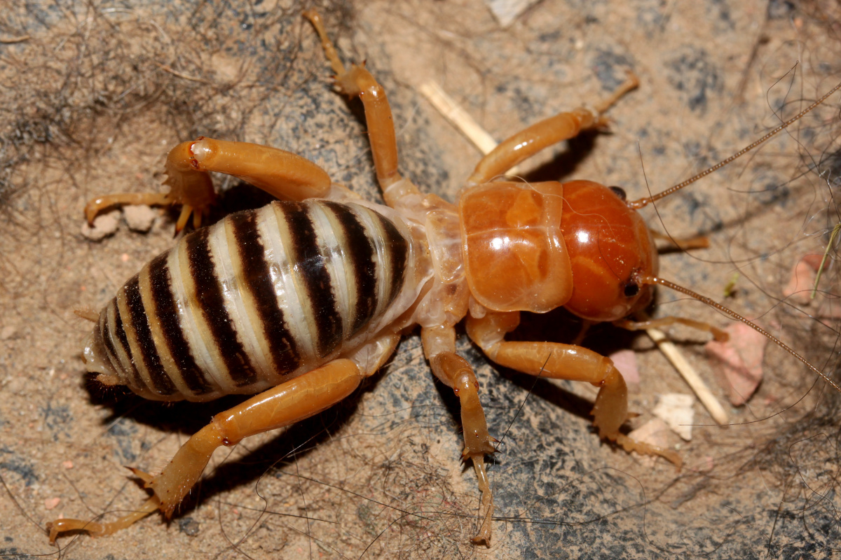 Jerusalem Cricket (Podróże » USA: Drogi nie obrane » Zwierzęta » Owady » Prostoskrzydłe)