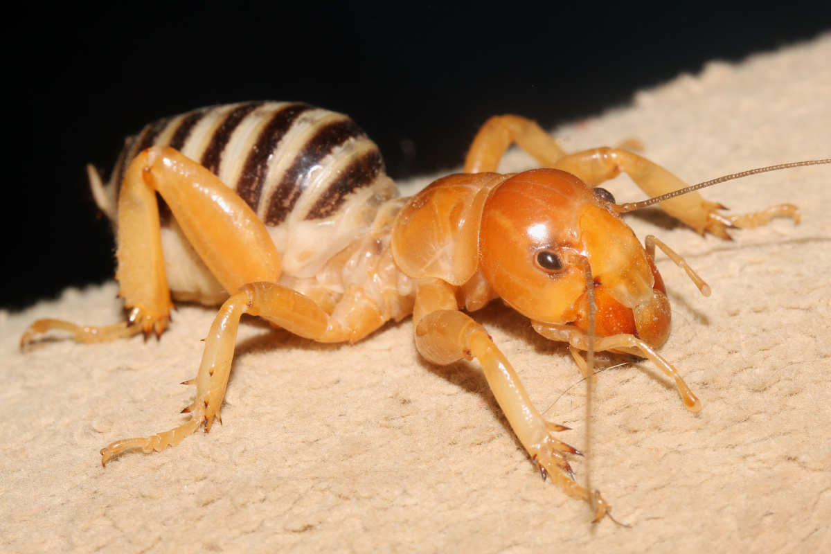 Jerusalem Cricket (Travels » US Trip 3: The Roads Not Taken » Animals » Insects » Grashoppers and crickets)