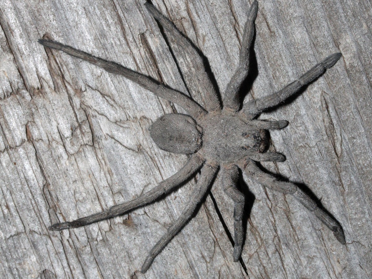 Geolycosa sp. 1a.jpg