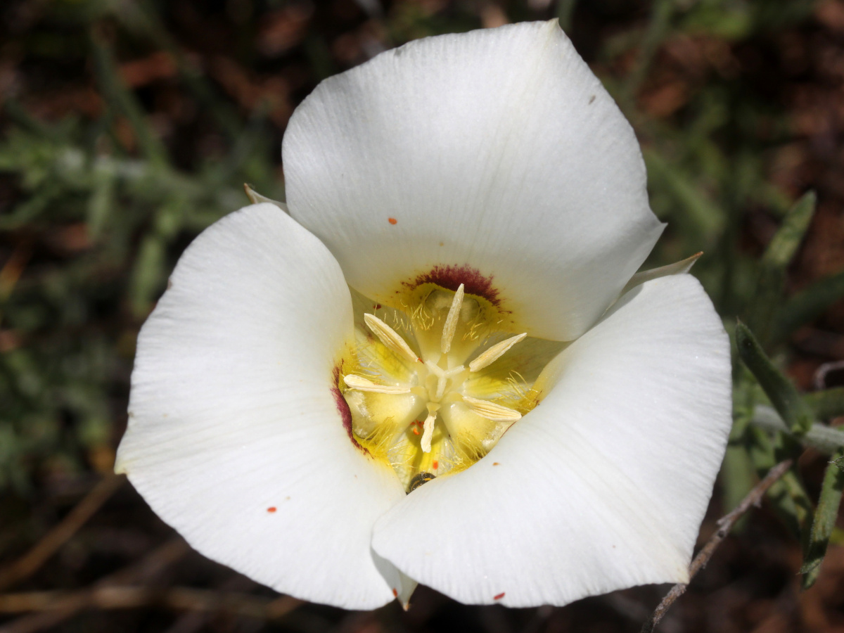 Calochortus sp. (Podróże » USA: Drogi nie obrane » Rośliny)