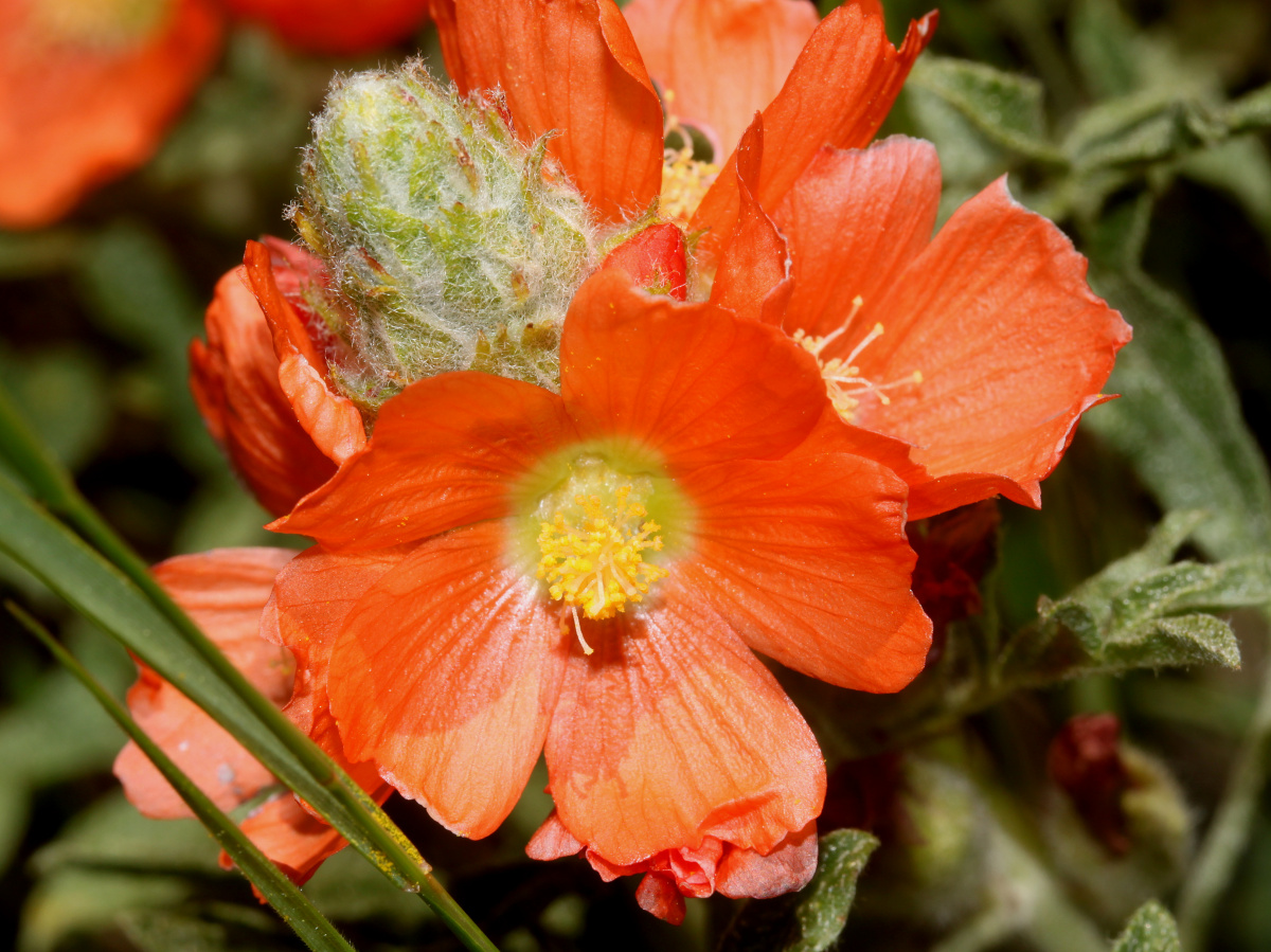 Sphaeralcea coccinea (Travels » US Trip 3: The Roads Not Taken » Plants)