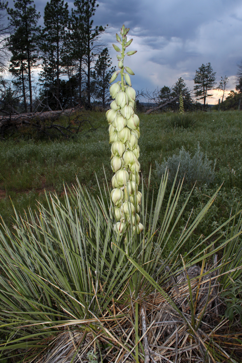 Yucca glauca