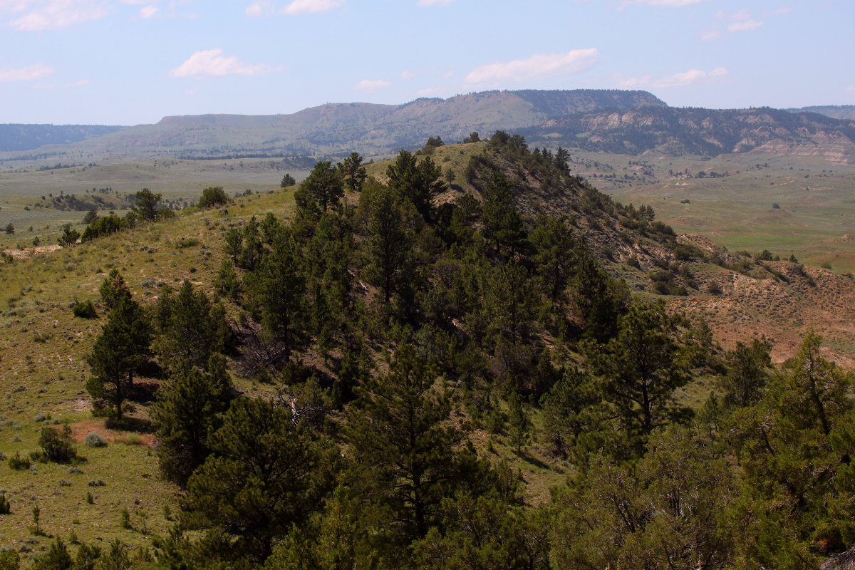 IMG_6257 (Podróże » USA: Drogi nie obrane » Rezerwat » Ashland, Tongue River Valley and Birney Divide)