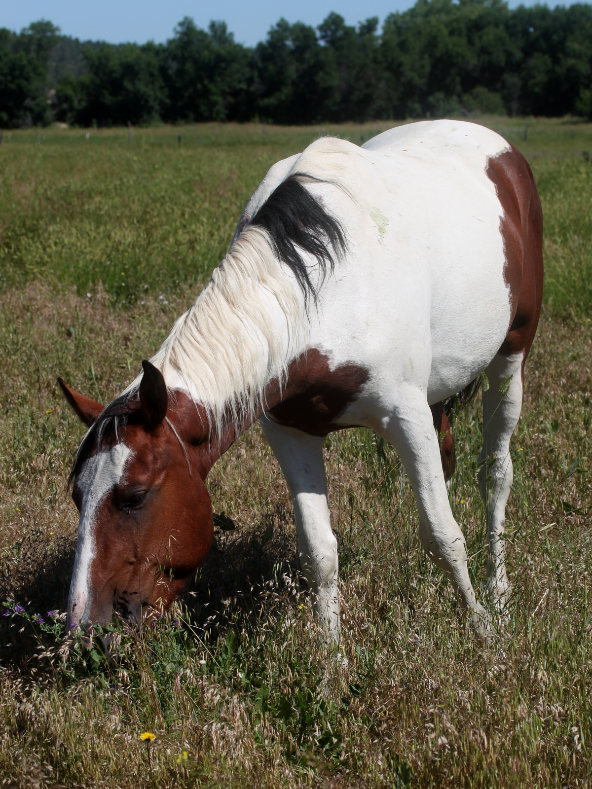 IMG_6241 (Podróże » USA: Drogi nie obrane » Zwierzęta » Konie)