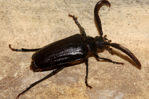 Prionus imbricornis