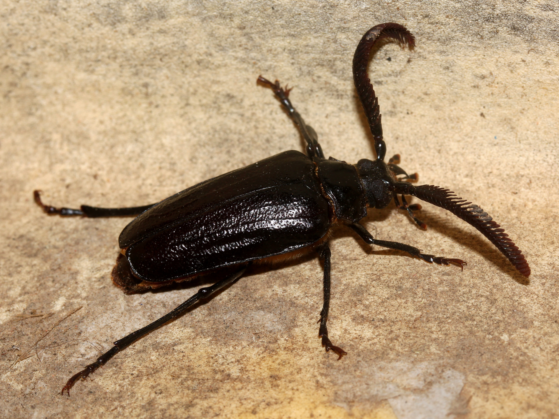 Prionus imbricornis (Travels » US Trip 3: The Roads Not Taken » Animals » Insects » Beetles)