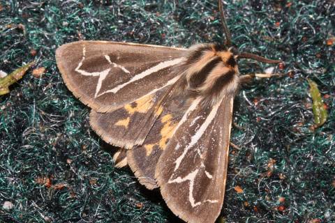 Grammia williamsii