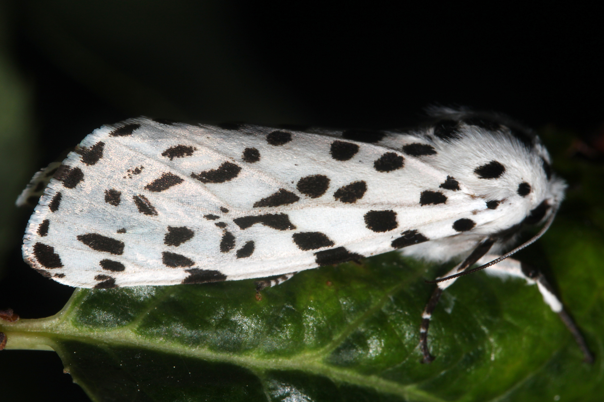 Hypercompe permaculata (Podróże » USA: Drogi nie obrane » Zwierzęta » Owady » Motyle i ćmy » Arctiidae)