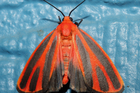 Hypoprepia miniata