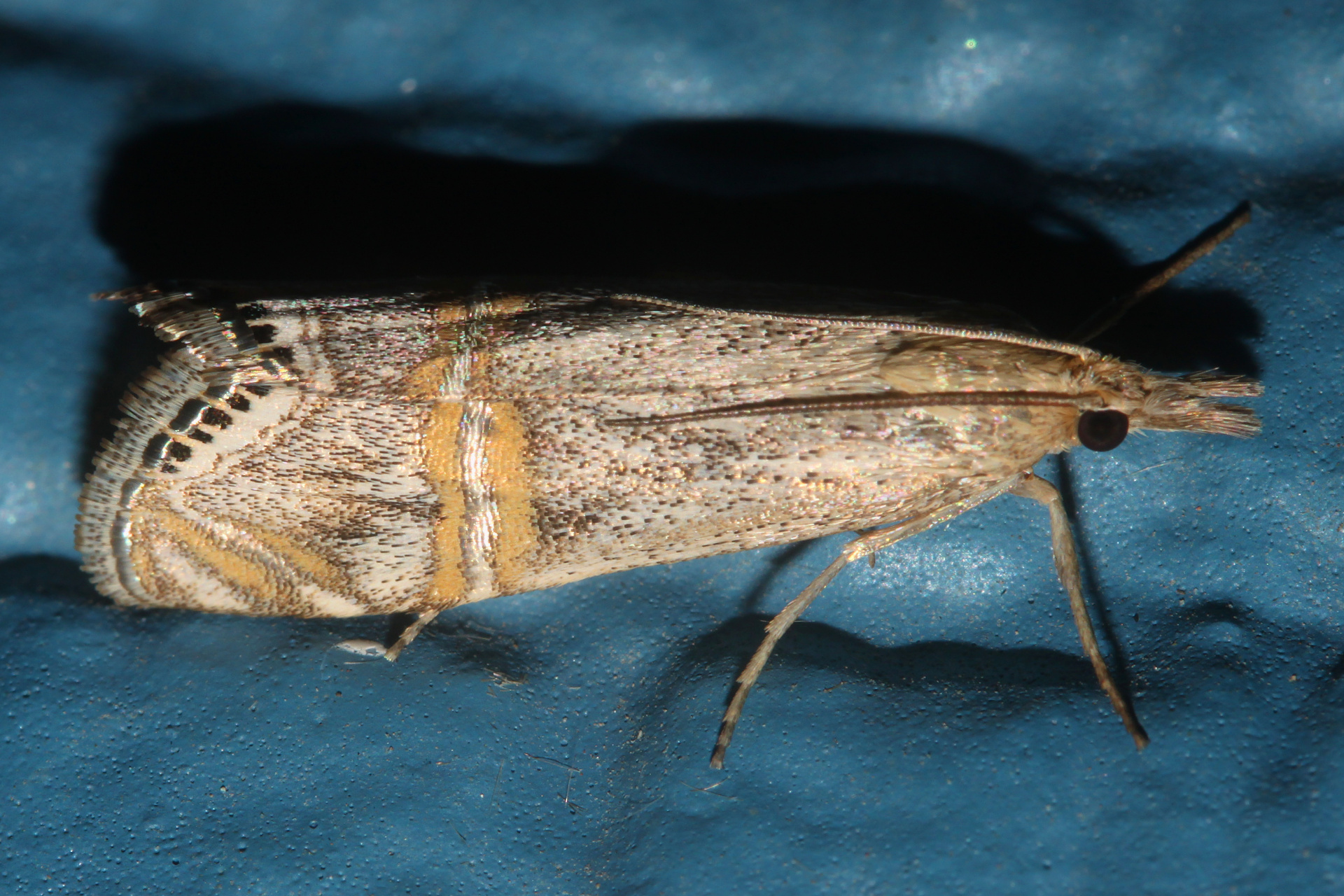 Euchromius ocelleus (Podróże » USA: Drogi nie obrane » Zwierzęta » Owady » Motyle i ćmy » Crambidae)