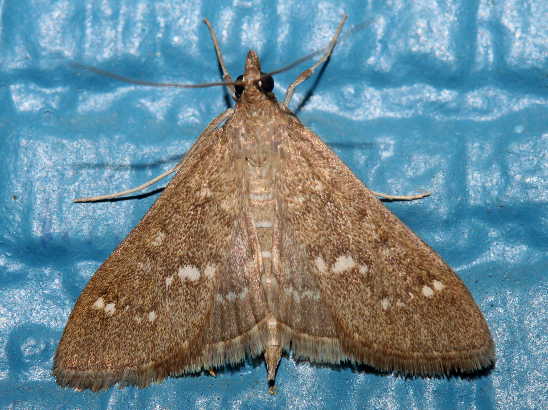 Mecyna mustelinalis (Podróże » USA: Drogi nie obrane » Zwierzęta » Owady » Motyle i ćmy » Crambidae)