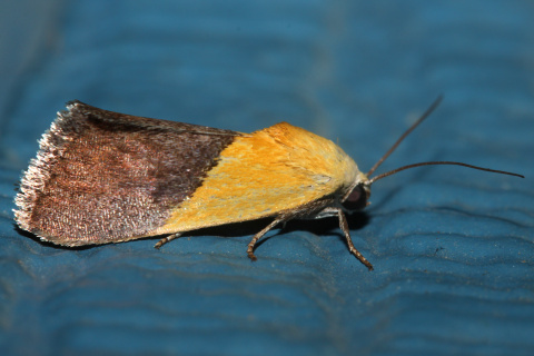 Pyrausta augustalis